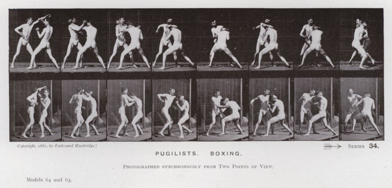 Lidská postava v pohybu: Pugilists, Box (č/b foto) od Eadweard Muybridge