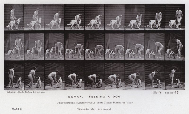 Lidská postava v pohybu: Žena krmící psa (č/b foto) od Eadweard Muybridge