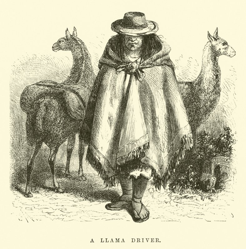 Řidič lamy od Edouard Riou