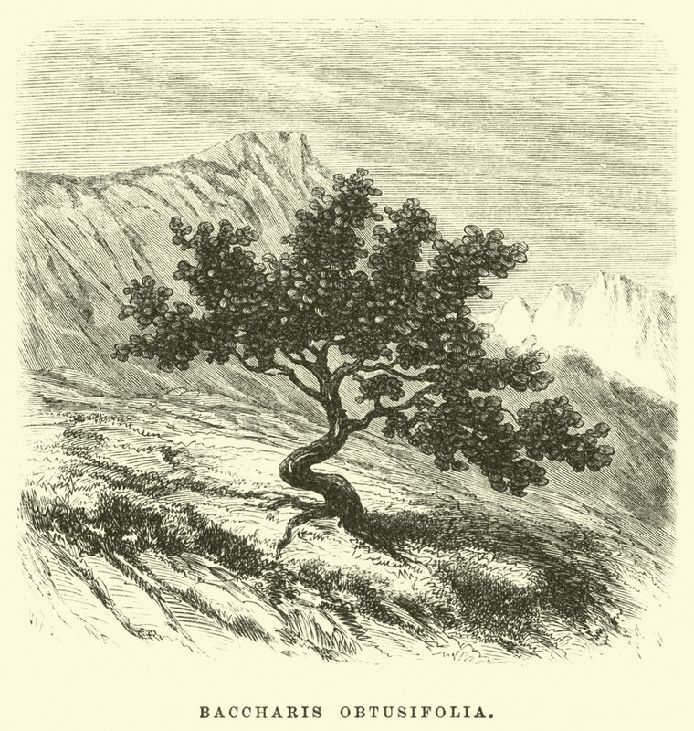Baccharis obtusifolia od Edouard Riou