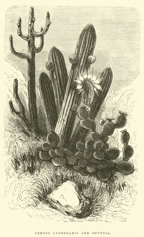 Cereus Cadelaris a Opuntia od Edouard Riou