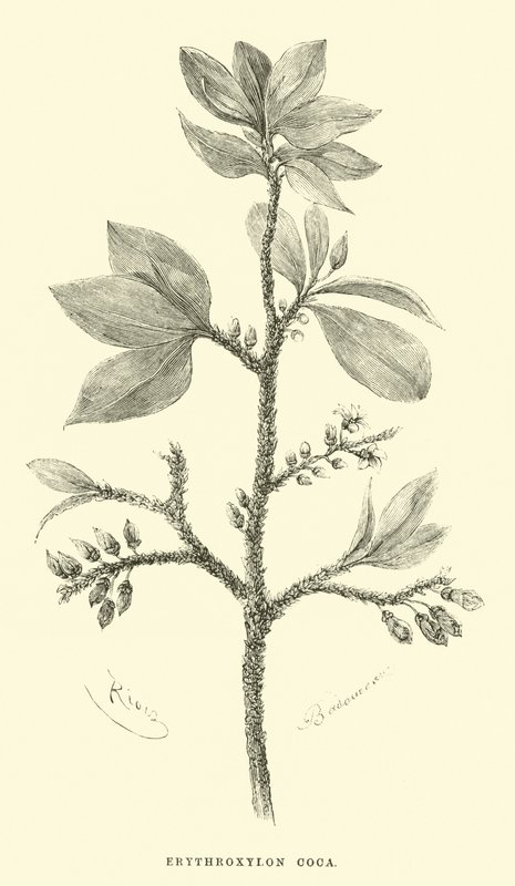 Erythroxylon koka od Edouard Riou