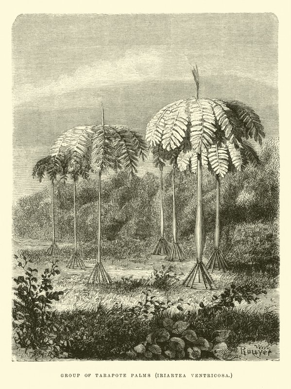 Skupina palem Tarapote, Iriartea ventricosa od Edouard Riou