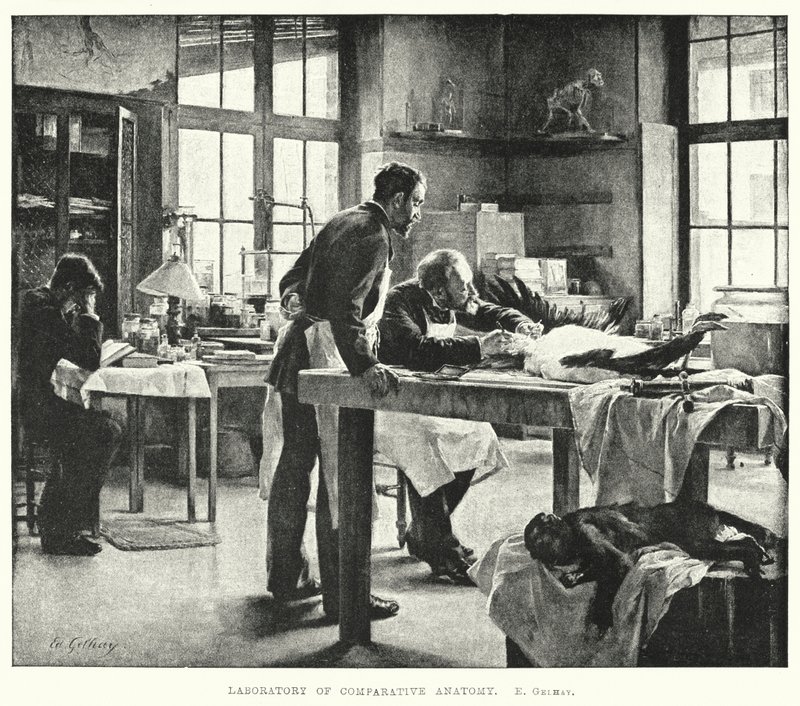 Laboratoř srovnávací anatomie (rytina) od Edouard Gelhay