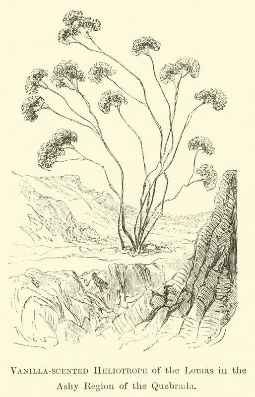Vanilkou vonící Heliotrop z Lomas v Ashy Region Quebrada od Edouard Riou