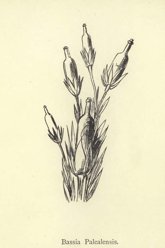 Bassia Palealensis od Edward Lear