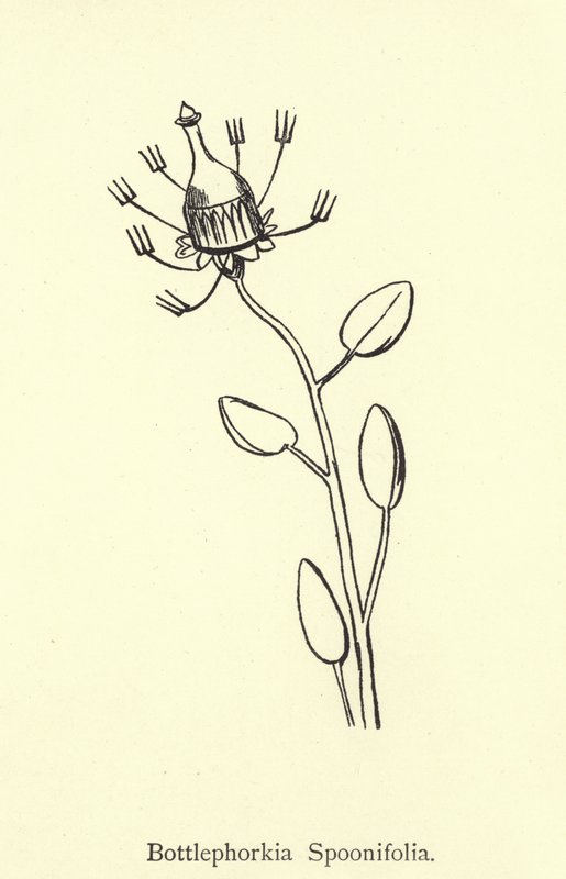 Bottlephorkia spoonifolia od Edward Lear