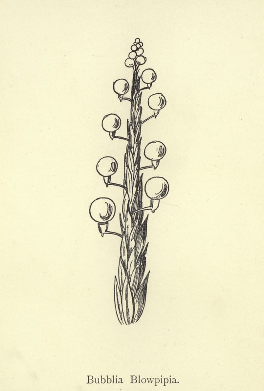Bubblia Blowpipia od Edward Lear