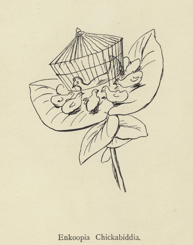 Enkoopia Chickabiddia od Edward Lear