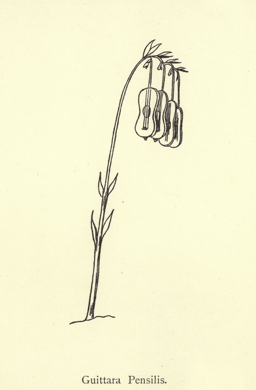 Guittara Pensilis od Edward Lear