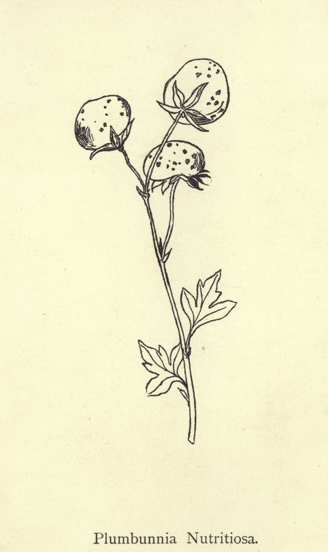 Plumbunnia Nutritiosa od Edward Lear