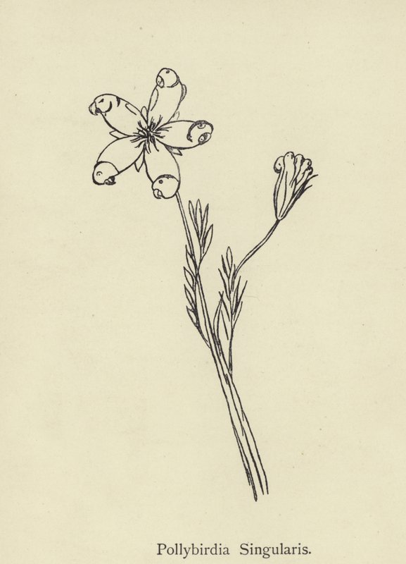 Pollybirdia Singularis od Edward Lear