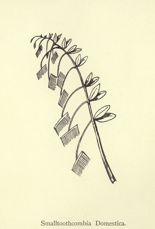 Smalltoothcombia Domestica od Edward Lear