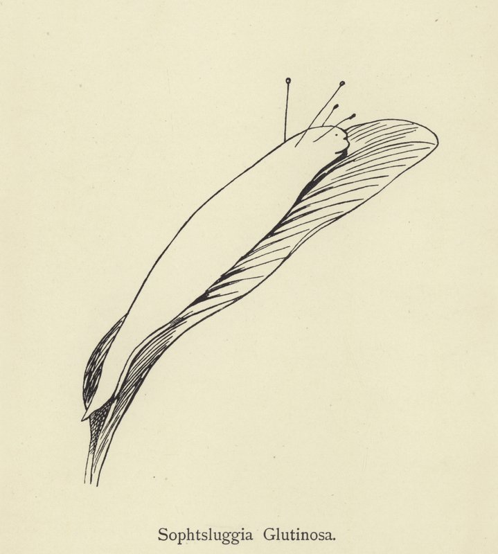 Sophtsluggia Glutinosa od Edward Lear