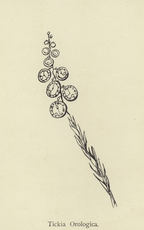 Tickia Orologica od Edward Lear