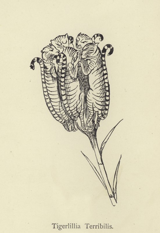 Tigerllilla Terribilis od Edward Lear