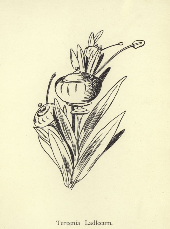 Tureenia Ladlecum od Edward Lear