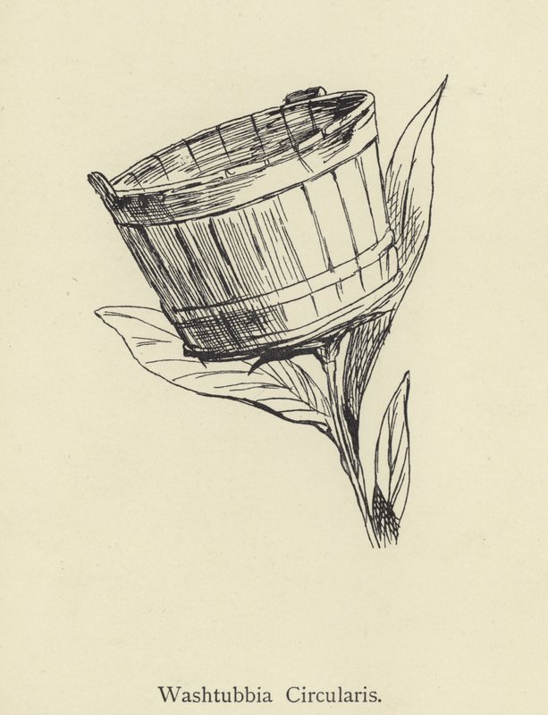 Washtubbia Circular od Edward Lear
