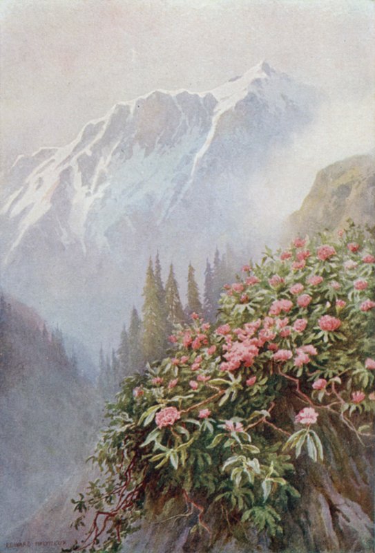 Divoké rododendrony od Edward Mary Joseph Molyneux
