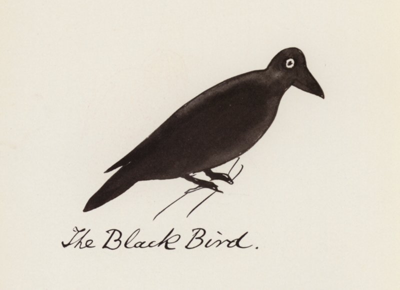 Edward Lear, The Bird Book: The Black Bird (barevné lito) od Edward (after) Lear