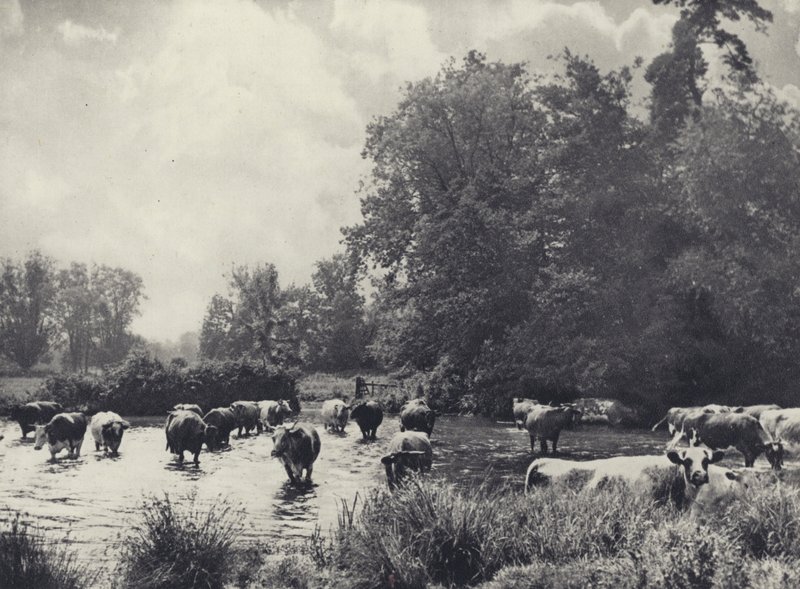 Krávy přecházející přes řeku Nadder (čb fotografie) od Edward Alfred Barton