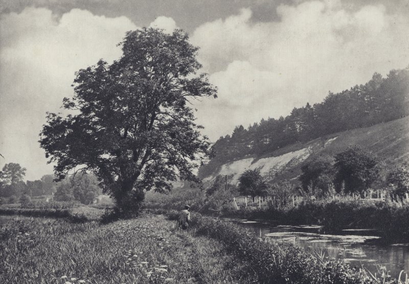 Velký jasan na hlavním převozníku, Leckford (čb fotografie) od Edward Alfred Barton