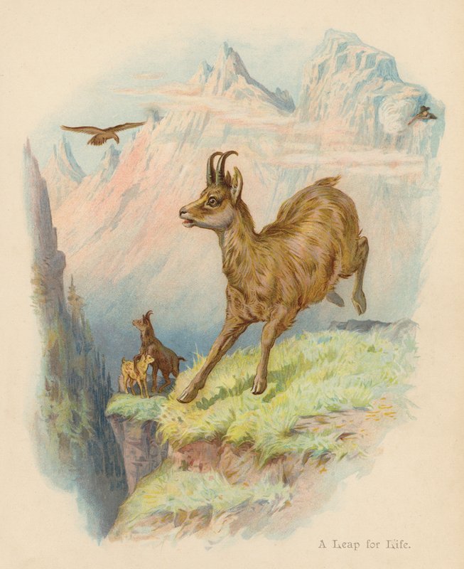 Skok pro život (barevná litografie) od Edward Brice Montefiore