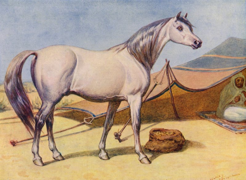 Arabský kůň (barva litho) od Edward Brice Montefiore