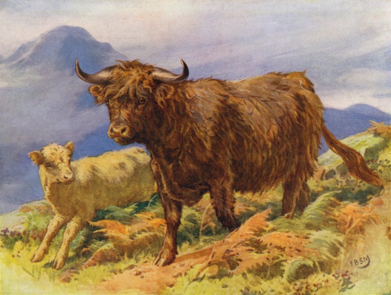 Highland kráva a tele (barva litho) od Edward Brice Montefiore