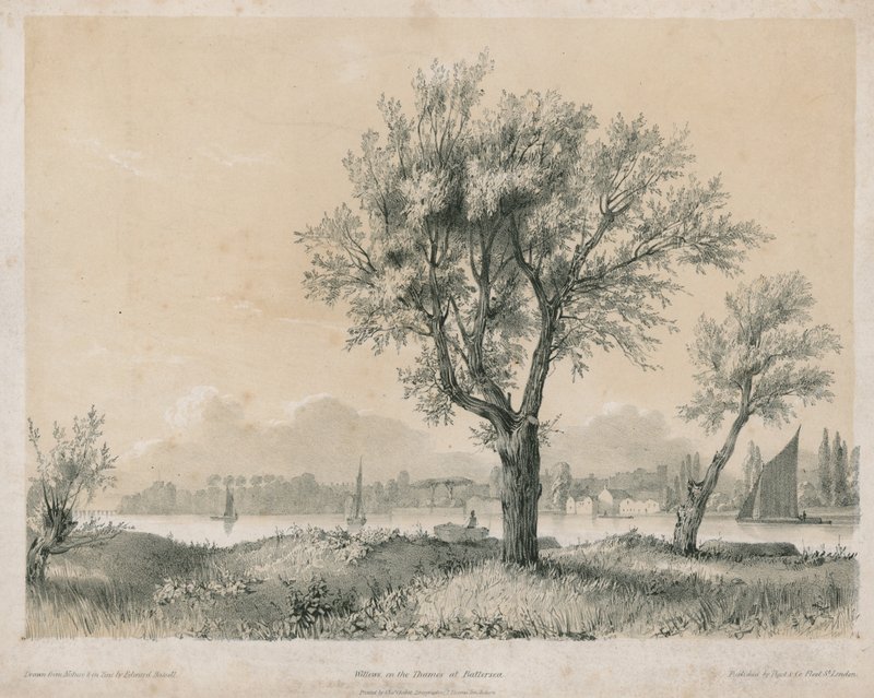 Vrby na Temži v Battersea od Edward Hassell