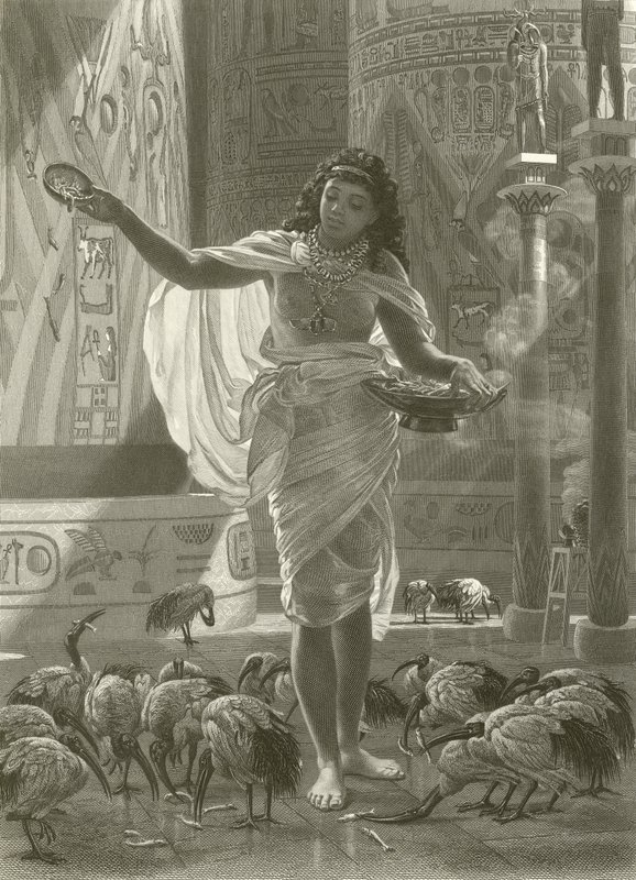 Krmení posvátného ibise v síních Karnacu od Edward John Poynter