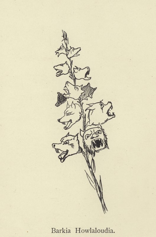 Barkia Howlaloudia od Edward Lear
