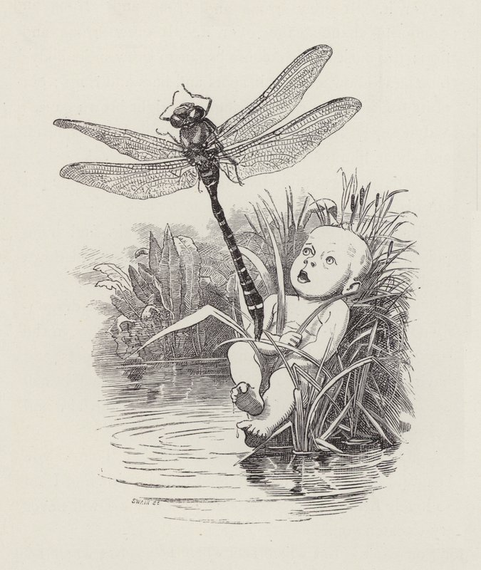 Ilustrace pro The Water-Babies od Charlese Kingsleyho (rytina) od Edward Linley (after) Sambourne