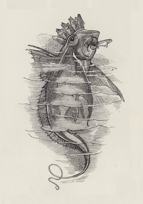 Ilustrace pro The Water-Babies od Charlese Kingsleyho (rytina) od Edward Linley (after) Sambourne