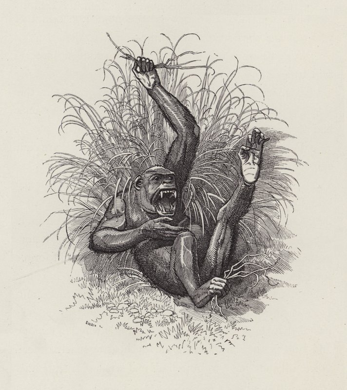 Ilustrace pro The Water-Babies od Charlese Kingsleyho (rytina) od Edward Linley (after) Sambourne