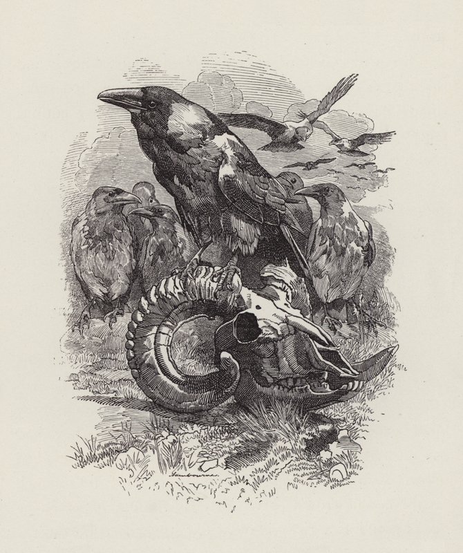 Ilustrace pro The Water-Babies od Charlese Kingsleyho (rytina) od Edward Linley (after) Sambourne