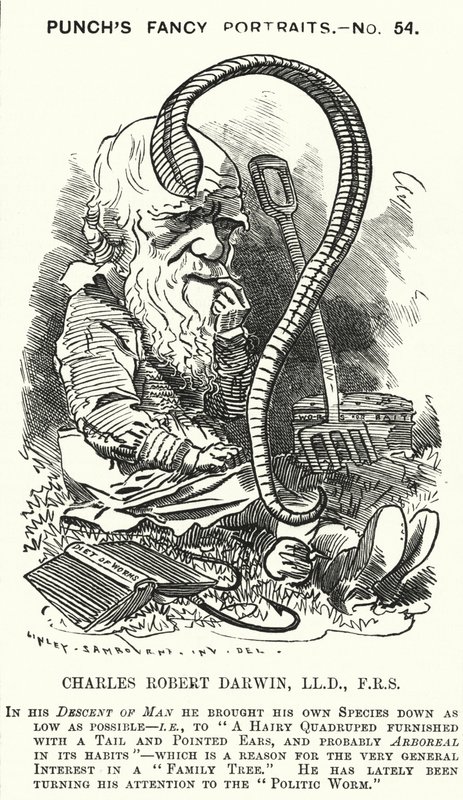 Punch cartoon: Charles Darwin, anglický přírodovědec a biolog (rytina) od Edward Linley (after) Sambourne