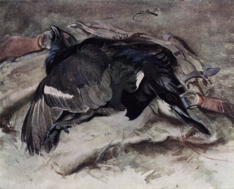 Blackcock od Edwin John Alexander