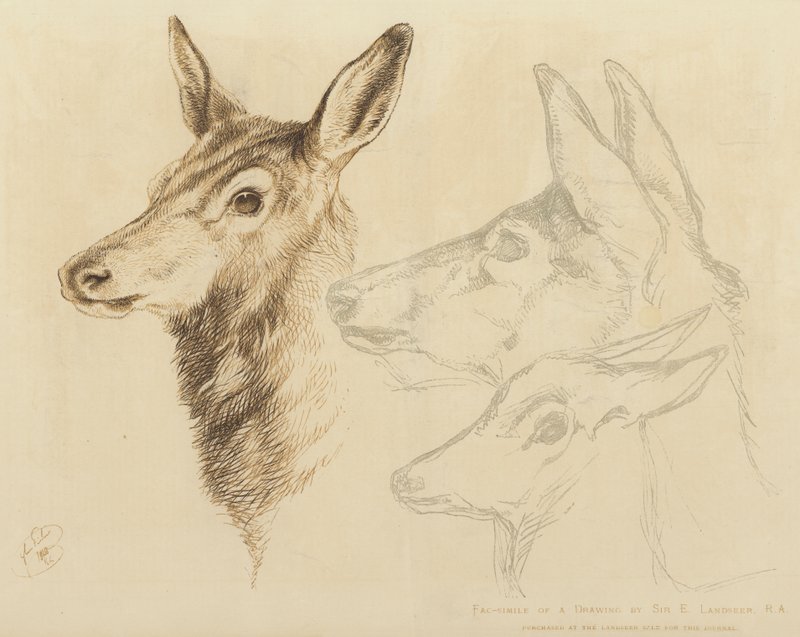 Faksimile kresby od sira E Landseera, RA od Edwin Landseer