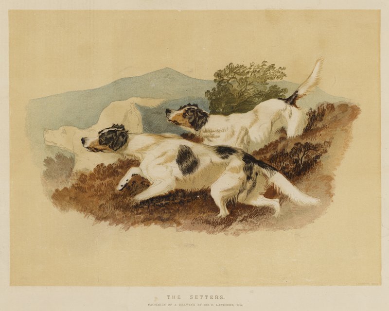 Setři od Edwin Landseer