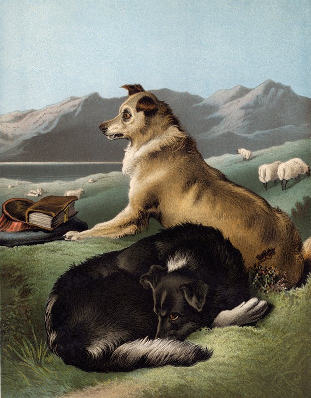 Psi kolie od Edwin after Landseer