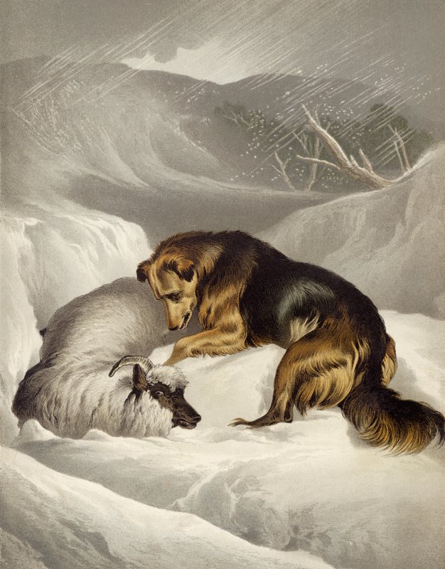 Záchrana ovcí od Edwin after Landseer