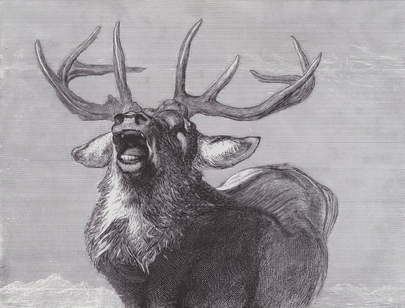 Výzva od Edwin (after) Landseer