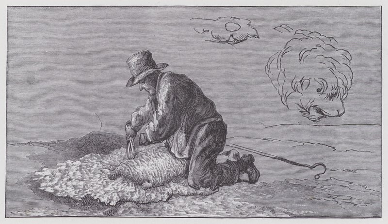 Stříhání ovcí od Edwin (after) Landseer