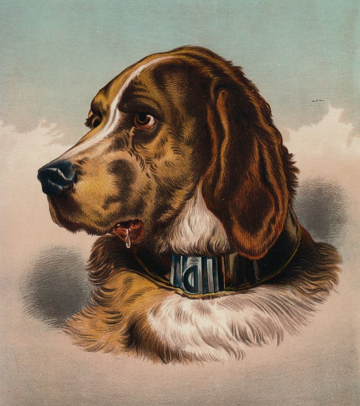 Krvavý pes () (barevná litografie) od Edwin (after) Landseer