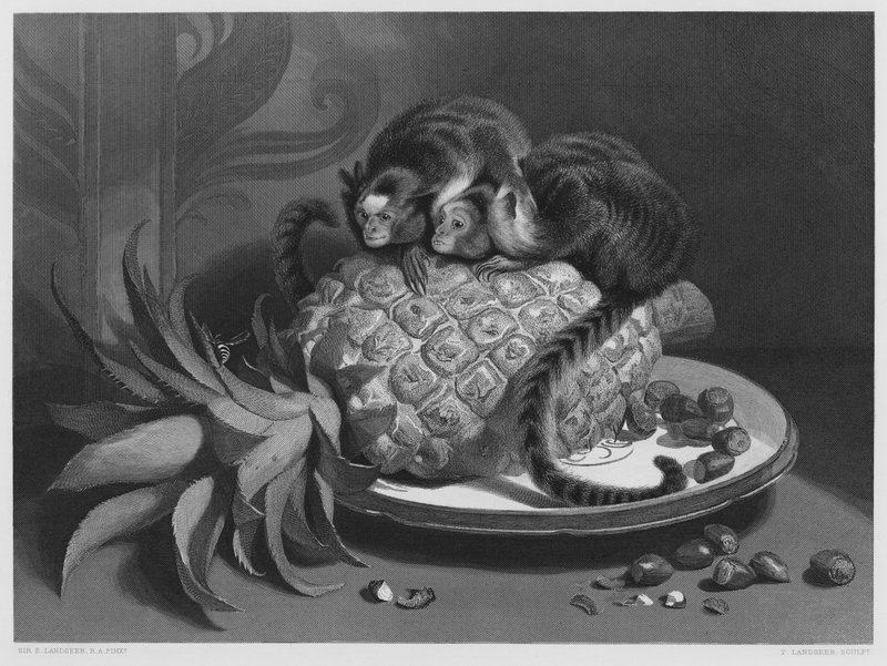 Marmozettes, z obrázku v královské sbírce (rytina) od Edwin (after) Landseer