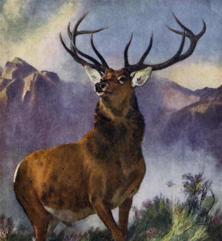 Monarch of the Glen (barva litho) od Edwin (after) Landseer