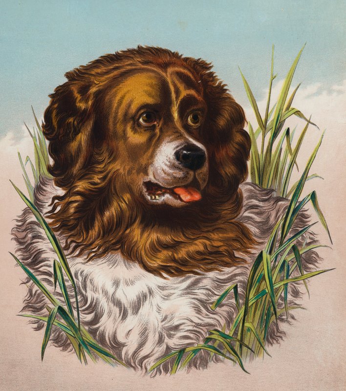 Newfoundland (barevná litografie) od Edwin (after) Landseer