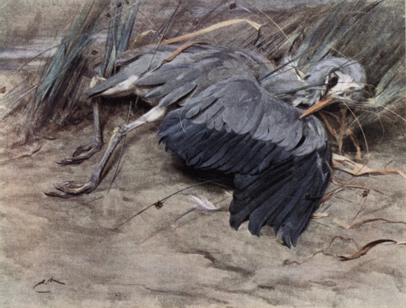 Volavka od Edwin John Alexander