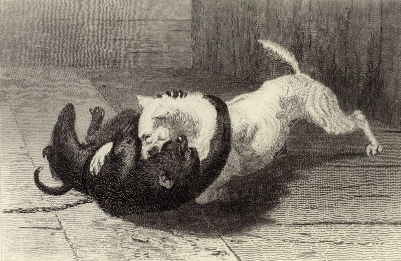 Příklad X, psí zápas s opicí od Edwin Landseer